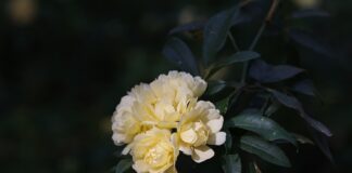 Jakich banków nie widzi komornik?