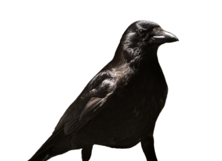 Czy zwolnienie lekarskie opóźnia przejście na emeryturę?