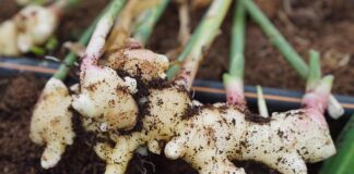 Skąd wziąć 80 tysięcy?