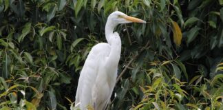 Czy można pracować w Polsce i mieszkać za granicą?