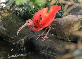 Kto to jest rezydent?