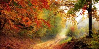 Jakie są lasy w Azji?