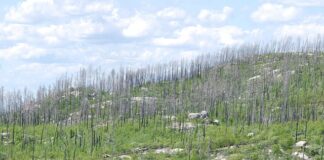 Kiedy pracownik musi powiadomić pracodawcę o przejściu na emeryturę?