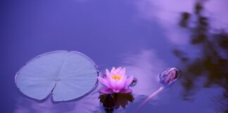 Czy w umowie zlecenia musi być podana stawka godzinowa?