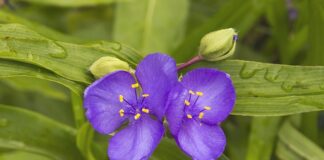 Czy jest jakiś darmowy kreator CV?