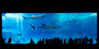 Czy w Tajlandii są rekiny?