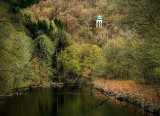 Jakich zwierząt jest najmniej?
