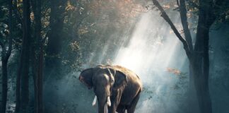 Kto pierwszy odkrył Azję?