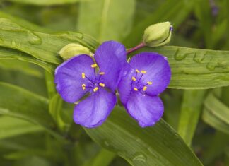 Czy kreator CV na Pracuj.pl jest za darmo?