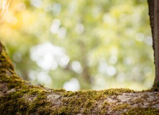 Czy sprawdzanie w BIK obniża zdolność?