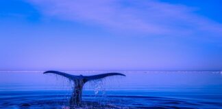 Czy podanie imienia i nazwiska jest naruszeniem danych osobowych?