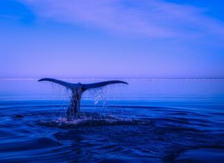 Czy podanie imienia i nazwiska jest naruszeniem danych osobowych?