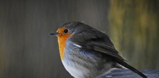 Ile to 12 tys brutto?