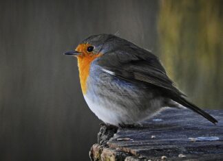 Ile to 12 tys brutto?