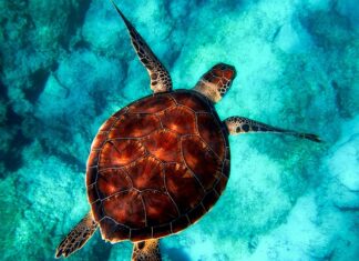 Jakie zwierzęta można spotkać w Azji?