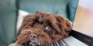 Kiedy wygasa telepraca?