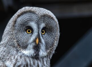 Czy darowizna męża przechodzi na żonę?