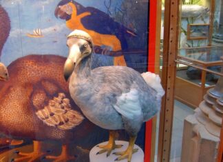 Jakim zwierzętom grozi wyginięcie?